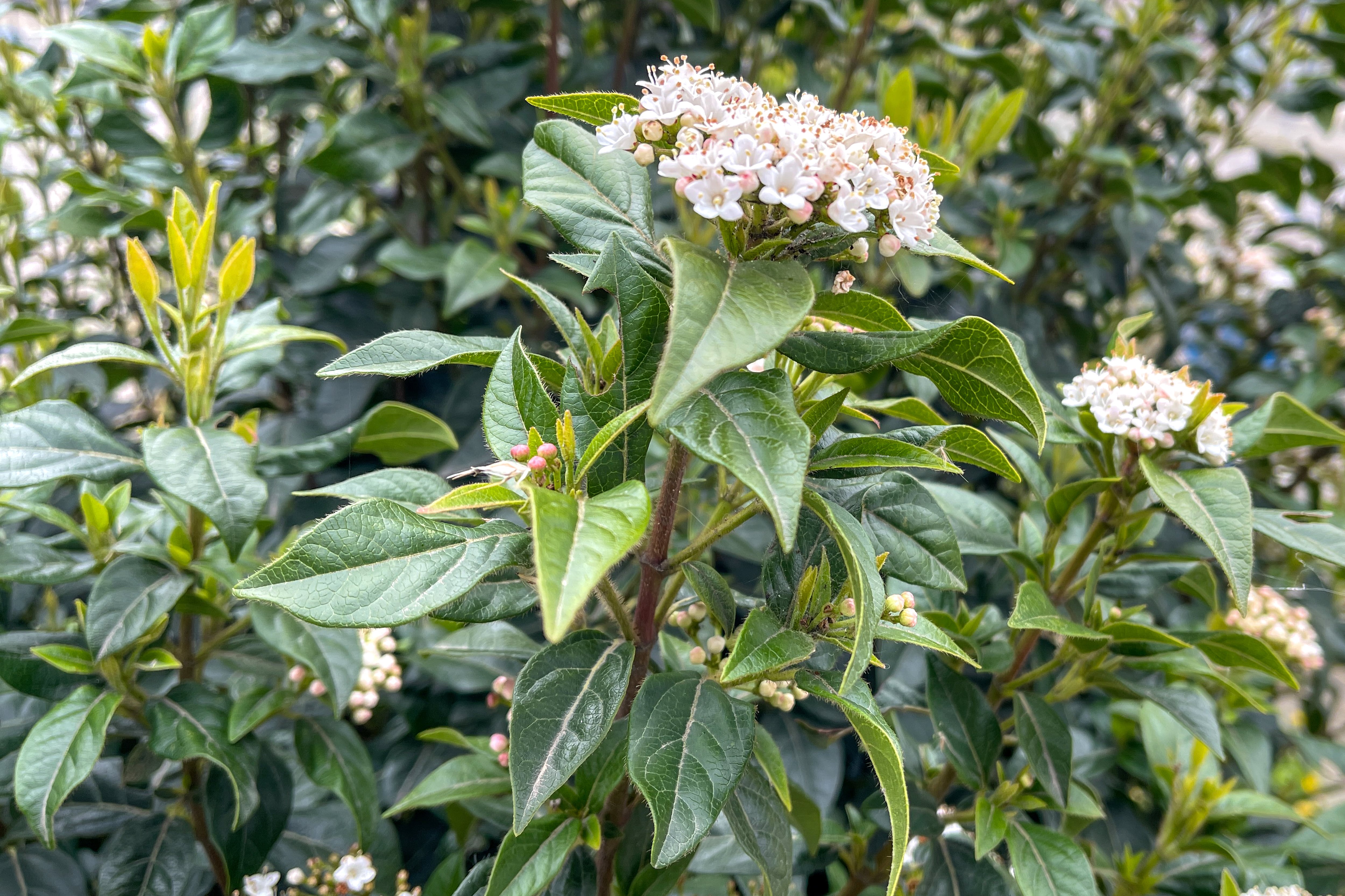 El sorprendente mundo de las hojas de las plantas: de las gigantes a las que lo parecen pero no lo son y las que se convierten en una trampa
