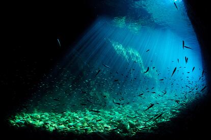 Un banco de peces junto a la Costa Brava.