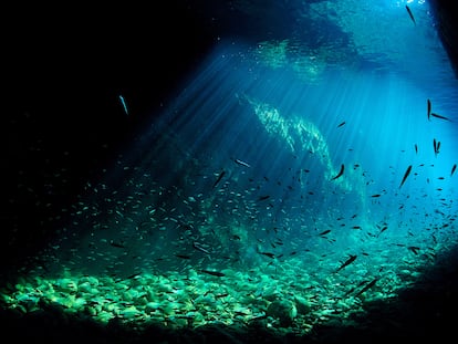 Un banco de peces junto a la Costa Brava.