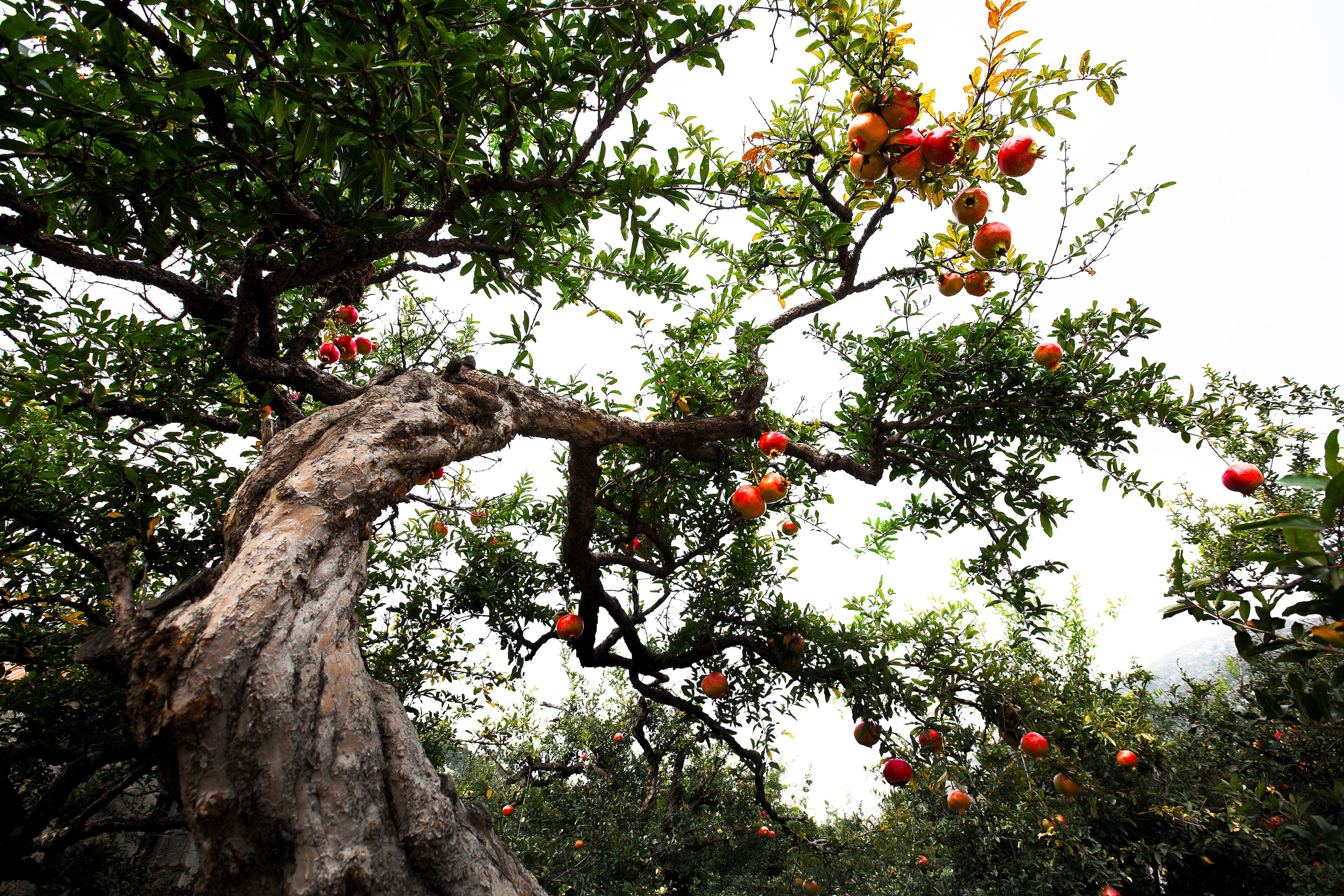 Las manzanas del fin del mundo: los alimentos que pueden salvar a la humanidad