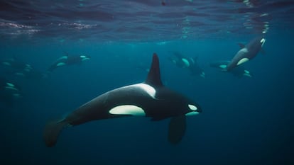 Orcas en el mar de Noruega.