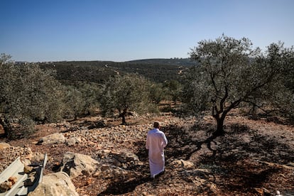 Jamal Mustafá Abu Salimé walks through his olive groves in Salfit.