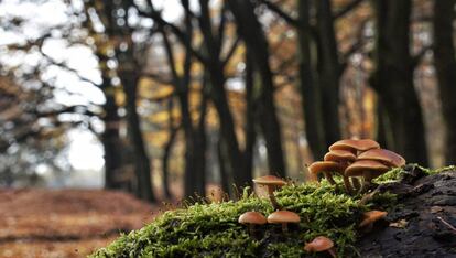 Setas en un bosque.