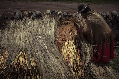 El proyecto ReSCA, impulsado por el gobierno con el financiamiento del Fondo para el Medio Ambiente Mundial (GEF) y el apoyo de la Organización de las Naciones Unidas para la Alimentación y la Agricultura (FAO por sus siglas en inglés), está convirtiendo los agricultores y agricultoras en “socios estratégicos” para la conservación y uso sostenible de cultivos nativos. En la imagen, una campesina coloca las plantas recién cortadas contra un muro de piedra, tapadas, para secarlas y procesarla.