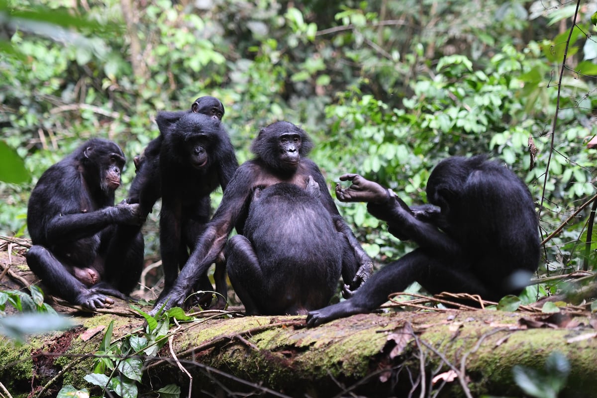 Los humanos, más próximos a la tolerancia de los bonobos que a la  belicosidad de los chimpancés | Ciencia | EL PAÍS