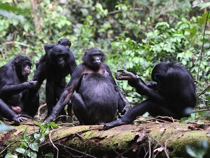 Un grupo de bonobos se acicala en la comunidad de Kokolopori.