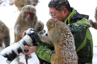 Un mono mira la foto que un hombre ha tomado con su cámara durante una nevada en la Reserva Natural de Wulongkou, en Jiyuan (China), el 6 de enero de 2016.