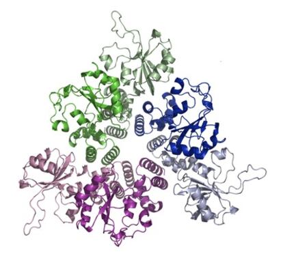 Estructura atómica de una proteína resuelta con un sincrotrón.