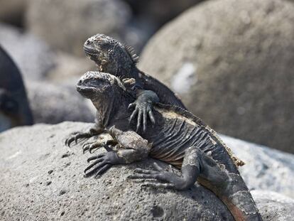 Dos iguanas marinas en la isla de Seymour Norte, una de las 13 que forman el archipiélago de las Galápagos.