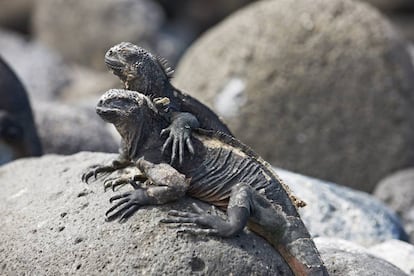 Dos iguanas marinas en la isla de Seymour Norte, una de las 13 que forman el archipiélago de las Galápagos.