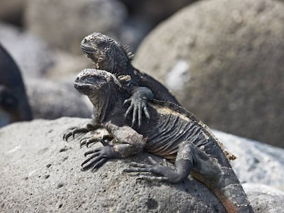 Dos iguanas marinas en la isla de Seymour Norte, una de las 13 que forman el archipiélago de las Galápagos.