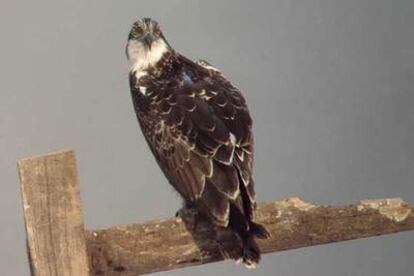 Un ejemplar adulto de águila pescadora.