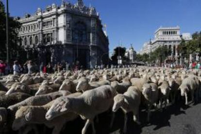 Un rebaño de unas 2.000 ovejas merinas cruzó hoy el centro de Madrid en la vigésima edición de la Fiesta de la Trashumancia, con la que se recupera una tradición de la Edad Media y se reivindica el papel de la ganadería en la conservación de la riqueza cultural y natural del país .En la foto, el rebaño a su paso por la Plaza de Cibeles.