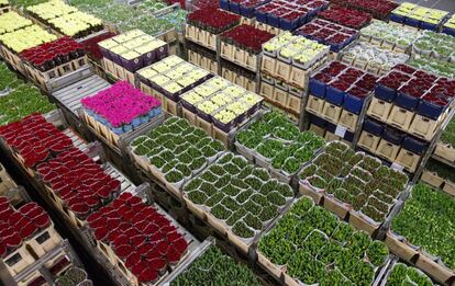 Estas lonjas acogen la mayor subasta de flores del mundo. En FloraHolland se venden cada día más de 20 millones de flores y plantas. En la imagen, varios lotes de flores almacenados antes de su venta, en Aalsmeer (Holanda).