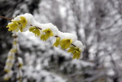 Flores cubiertas de nieve en Belgrado (Serbia).