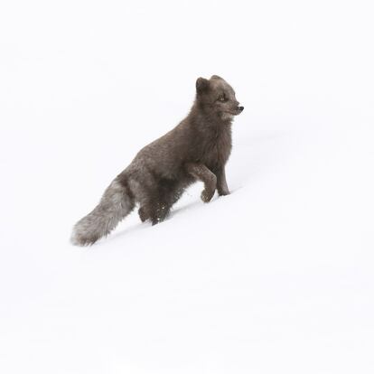 <i>Chocolate</i> : un zorro ártico en Noruega.