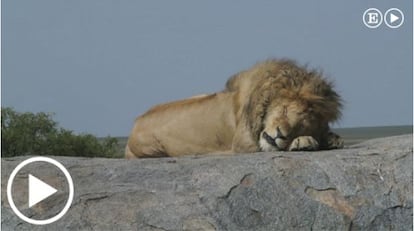 Fotograma del vídeo 'Los reyes del Serengeti, en el El Viajero el pasado abril, por Paco Nadal.