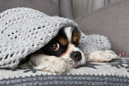 Evitar quedarse congelado en casa cuando llega el invierno es fácil: basta con encender la calefacción. También es un costoso remedio. A quienes usan sistemas eléctricos se les va <a href="http://www.idae.es/uploads/documentos documentos_11406_Guia_Practica_Energia_3ed_A2010_509f8287.pdf" rel=”nofollow” target="_blank">la mitad de la factura de la luz (un 46%) en caldear la casa</a>, según un informe del Instituto de Diversificación y Ahorro Energético (IDAE). Lo que se traduce en <a href="https://elpais.com/economia/2017/11/16/actualidad/1510828138_261375.html" rel= target="_blank">un gasto anual de entre 1.960 y 2.168 euros</a>, según la consultora PWC (algo menos de la mitad si es de gas natural). Y eso contando con que podamos encenderla. Como recoge el Observatorio de la Sostenibilidad citando datos de Eurostat de 2015, <a href="https://cdn27.hiberus.com/uploads/documentos/2017/06/28/_resumeninformeos_4a0147a3.pdf" rel=”nofollow” target="_blank">uno de cada diez hogares españoles carece de medios </a> suficientes para alcanzar una temperatura adecuada en los meses de frío. Existen técnicas sencillas que no requieren grandes dispendios y que que contribuirán a alejar de nosotros la sensación de que vivimos en un iglú.