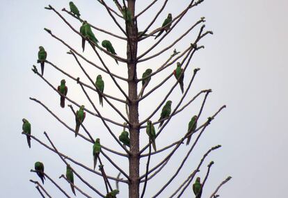 Por cada perico de La Española que hay en las selvas dominicanas, viven decenas en los parques de la capital, Santo Domingo.