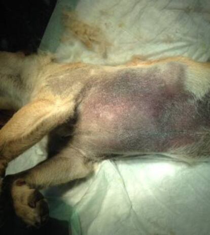 Imagen difundida por la asociación Equinac sobre el animal maltratado.