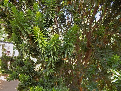 El arrayán morisco con sus estéticas ramillas y hojas grandes en el Jardín Botánico de la Universidad de Granada, esta semana