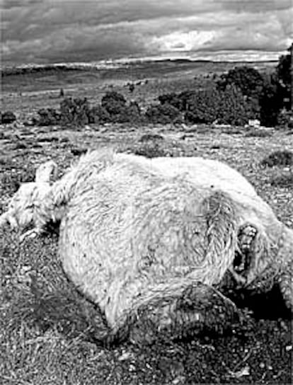 Vaca atacada por los buitres, ayer en Morella.