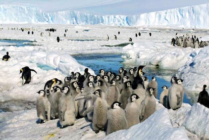 Emperor penguin chicks stand together in Antarctica on Dec. 21, 2005.