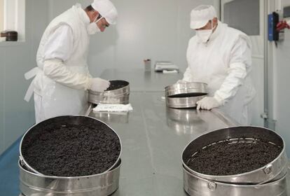 Dos trabajadores seleccionan el caviar de esturi&oacute;n Nacarii, producido por Neolectra en el valle de Aran.