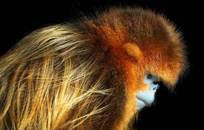 Langur chato dorado (Rhinopithecus roxellana).