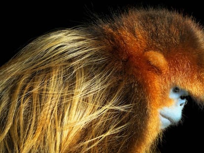 Langur chato dorado (Rhinopithecus roxellana).