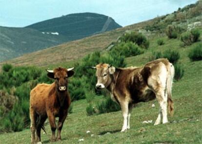 Dos terneros, temporalmente <i>indultados</i> por la Junta de Castilla y León, el pasado viernes 7 en el monte de Llamas de la Cabrera.
Dos vacas muertas en la <i>cacería</i> del pasado sábado, día 1.