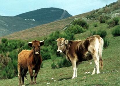 Dos terneros, temporalmente <i>indultados</i> por la Junta de Castilla y León, el pasado viernes 7 en el monte de Llamas de la Cabrera.

Dos vacas muertas en la <i>cacería</i> del pasado sábado, día 1.