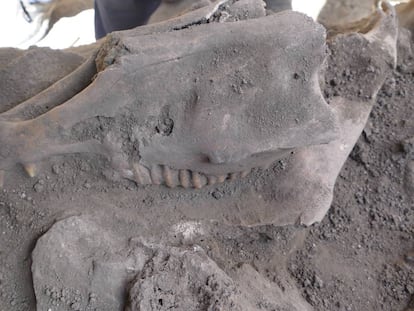 Cráneo de uno de los caballos visigodos hallado junto a las murallas.