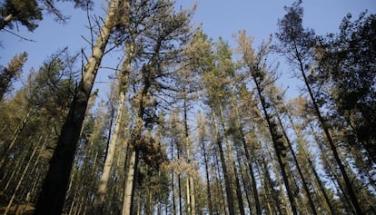 Pinos enfermos en los montes de Gipuzkoa