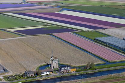 El suelo de los pólderes, los terrenos ganados al mar, se desagua constantemente y es perfecto para los bulbos de tulipán, que requieren tierras húmedas pero bien drenadas. En la imagen, campos de tulipanes en la ciudad holandesa de Lisse.