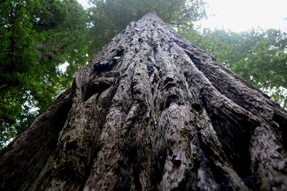 Los yurok viven rodeados de enormes secuoyas, uno de los árboles más eficientes a la hora de atrapar CO2. Han aprovechado esta oportunidad para vender bonos de carbono. Con el dinero que sacan compran más terrenos de bosque.