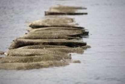 Las ostras crecen en bolsas instaladas sobre mesas de hierro en el mar.