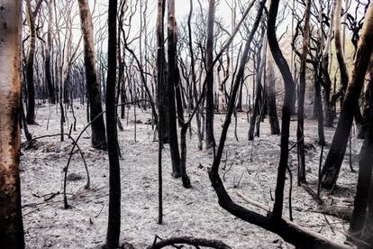 Vista de un bosque quemado a lo largo de la carretera Heathcote en Sídney (Australia).