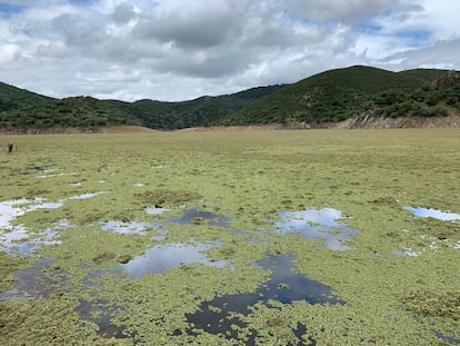 La azolla se propaga formando una capa opaca y gruesa que roba el contacto con el aire a las otras especies del ecosistema.