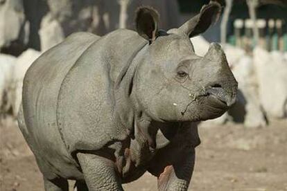 Uno de los rinocerontes del parque Terra Natura.