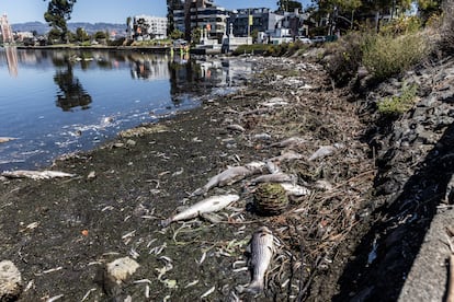 Peces muertos alrededor del Lago Merritt, en la ciudad californiana de Oakland, el 31 de agosto de 2022.