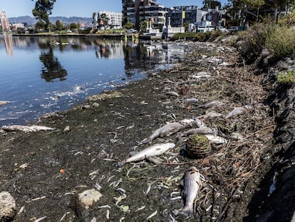 Peces muertos alrededor del Lago Merritt, en la ciudad californiana de Oakland, el 31 de agosto de 2022.