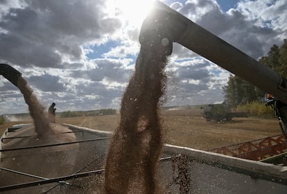 Varias máquinas trabajan en la cosecha del trigo en Omsk (Rusia).