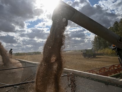 Varias máquinas trabajan en la cosecha del trigo en Omsk (Rusia).