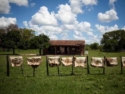 Animal hides dry in the sun in front of the house of one of the employees of the cattle rancher who occupies Sawhoyamaxa Indigenous community lands in Paraguay.