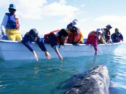 Ballena gris en la laguna de San Ignacio, Baja California (México)