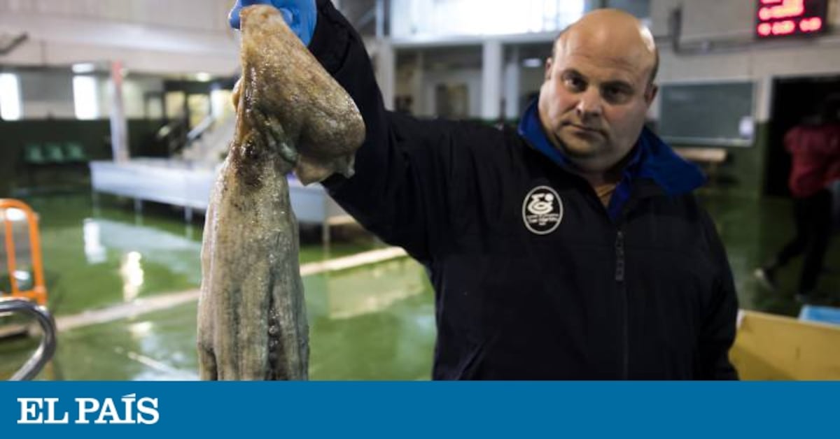 Why your Spanish octopus might not be Spanish after all