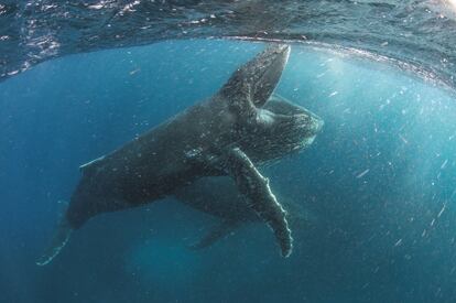 Varios ejemplares de ballena jorobada nadan en aguas de Ciudad de Cabo (Sudfrica). El fotograma pertenece al documental 'Our Planet', estrenado en Netflix el 5 de abril de 2019, para mostrar los sitios naturales ms espectaculares del mundo, con el fin de concienciar sobre la necesidad de actuar cuanto antes para proteger el planeta.