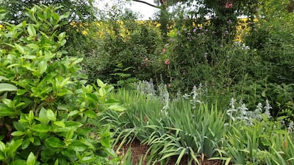 Diversas especias de plantas en un jardín de Madrid. / EDUARDO BARBA