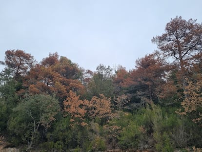 Árboles en el municipio de Seva, en Osona (Barcelona), en febrero de 2023.